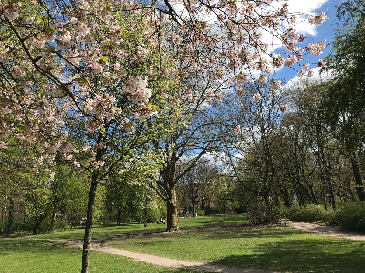Wiese in einem Park