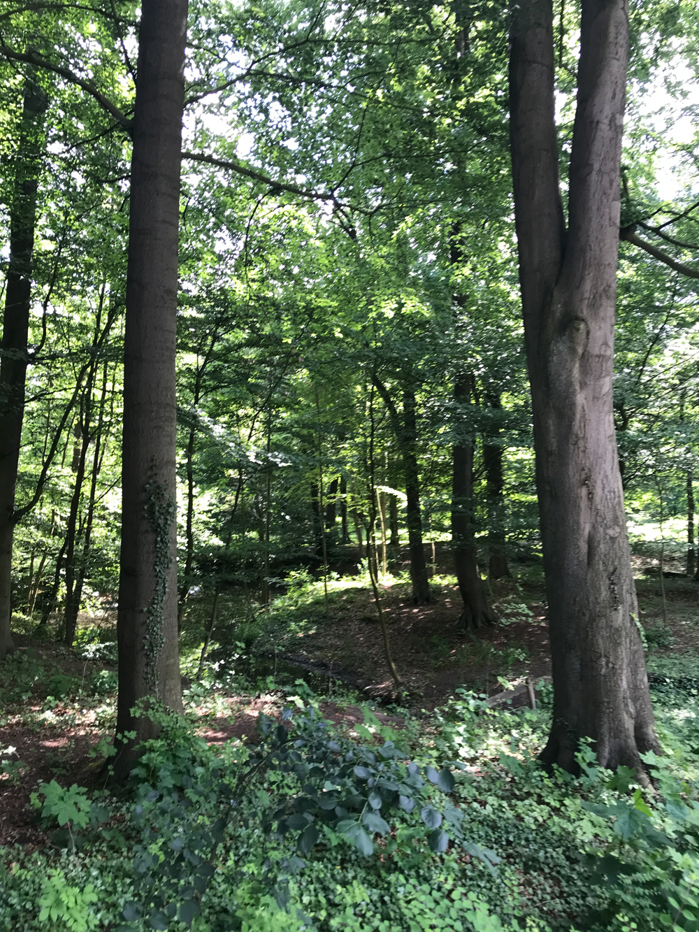 Blick in eine kleines Waldstück